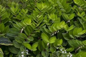 Polygonatum 'Ruby Slippers' 